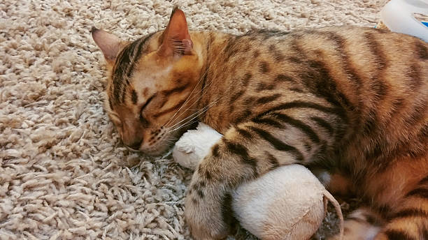 istock Soft focus of Cutie Sleeping Cat Hugging the Toy Mouse 468436410