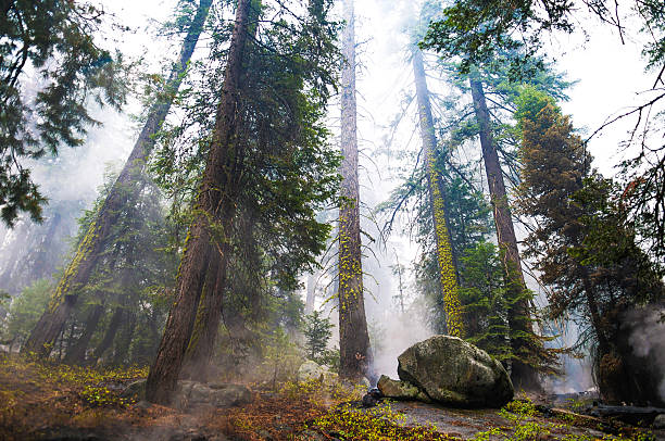 Sequia Redwoods dymu i Mgła – zdjęcie