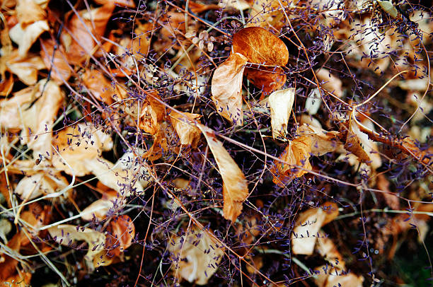 가을 휴가를 세쿼이아 국립 공원-캘리포니아 스톡 사진