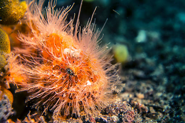 Orange hairy frogfish hairy frogfish red frog fish stock pictures, royalty-free photos & images