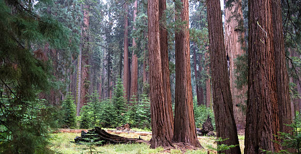Sequia Redwoods stock photo