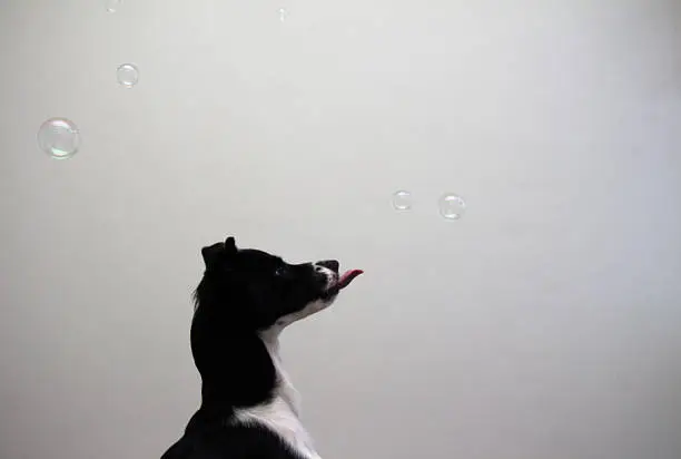 Bubbles, bubbles my bubbles.