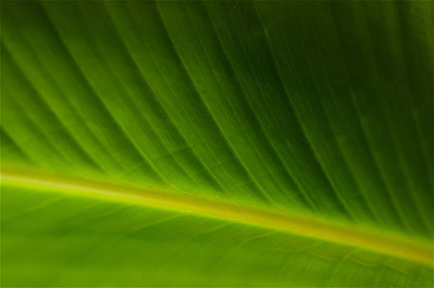 Closeup of the core and fibers of a green leaf. stock photo