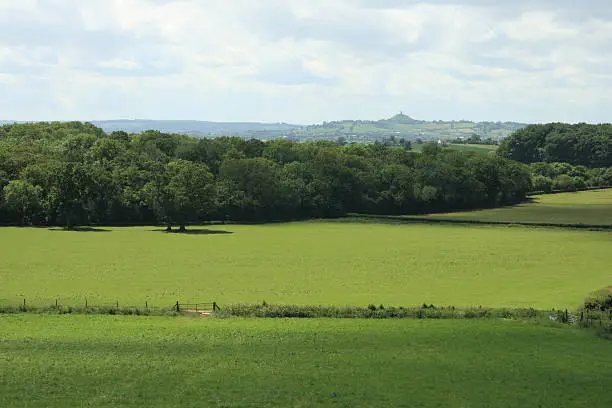 A meadow near Wells in Somerset with Glastonbury Tor on the horizon.