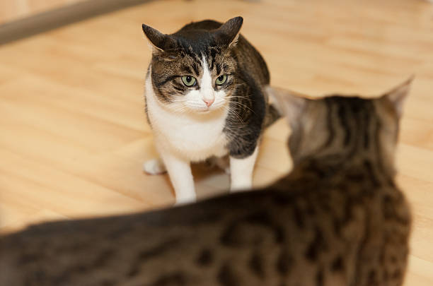 два tomcats - cat fight стоковые фото и изображения