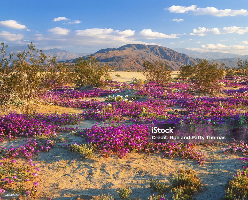 Anza Borrego desert schönen Frühling Blumen in Rosa - Lizenzfrei Anza Borrego-Wüstenpark Stock-Foto