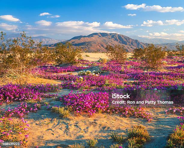 Anza Borrego Deserts Красивые Весенние Цветы В Розовой — стоковые фотографии и другие картинки Парк штата Анза-Боррего-Дезерт