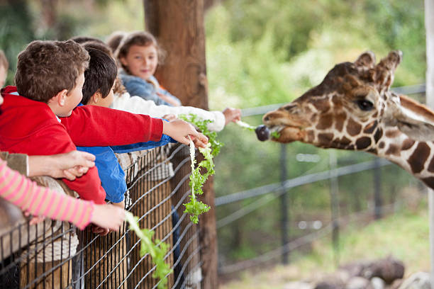 istock Children at zoo feeding giraffe 468439267