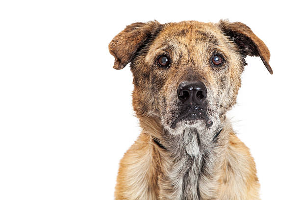 istock Labrador and Chow Crossbreed Dog Closeup 468439438