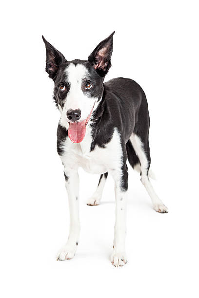 istock Funny Crossbreed Dog Rolling Eyes Up 468439448