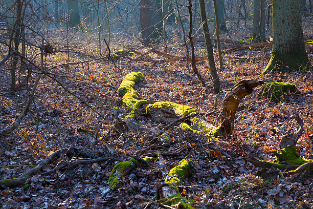 istock beautiful birch forest in late afternoon light 468439601