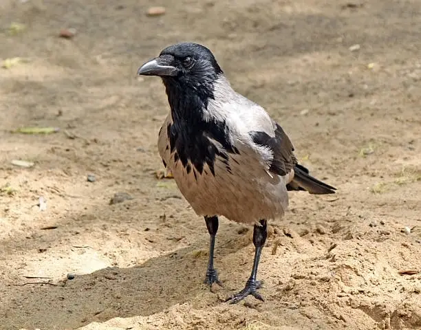 Portrait of the crow on the sand