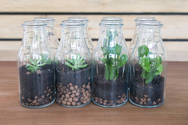 istock Plants decorate in glass bottle 468439926