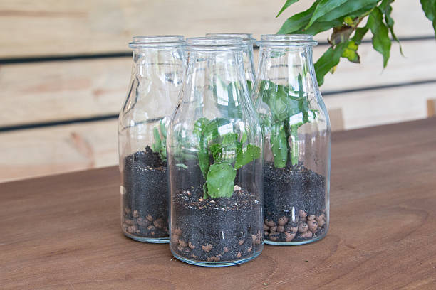 istock Plants decorate in glass bottle 468439928