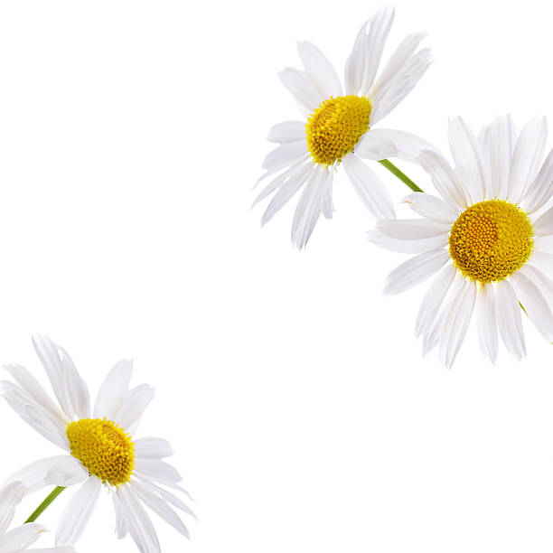 istock The beautiful camomile isolated on white 468439988
