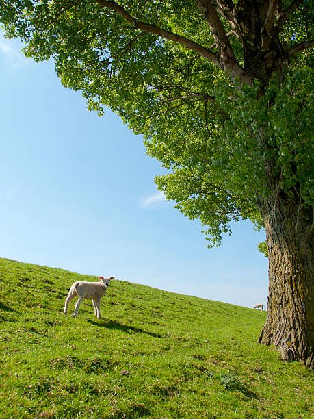 Spring image of a young lamb stock photo