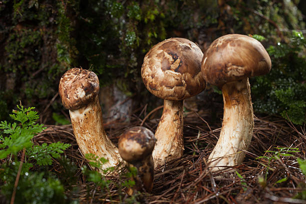 Matsutake mushroom growing in nature Matsutake mushroom growing in nature matsutake mushroom stock pictures, royalty-free photos & images