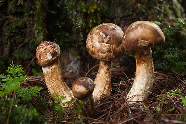 Photo of Matsutake mushroom growing in nature