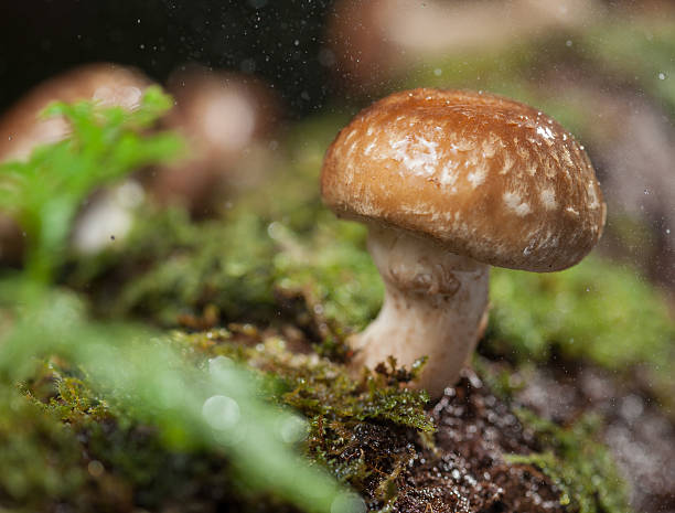 istock Shiitake mushroom growing on trees 468440840