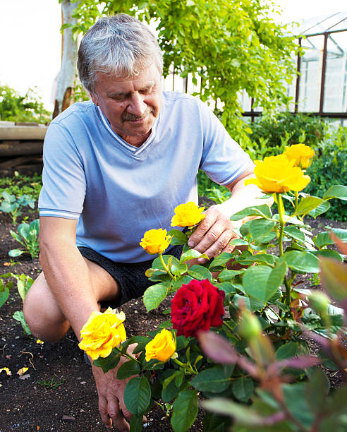 istock Man caring for roses in the garden 468440918