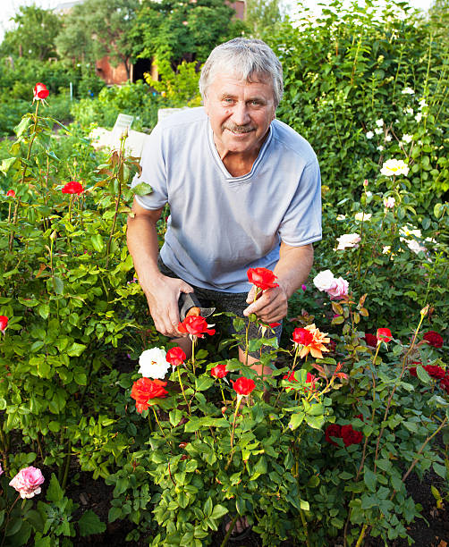 istock Man caring for roses in the garden 468441002