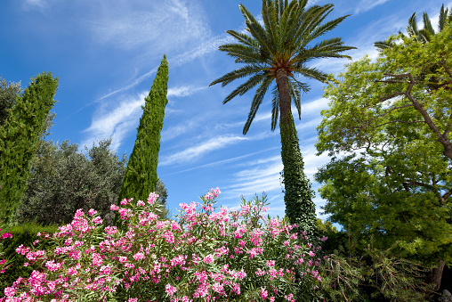 Palma and shrubs with colorful flowers on a background of blue sky. Garden of the villa Ephrussi de Rothschild, France