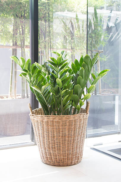 istock Plants decorate in glass bottle 468442272