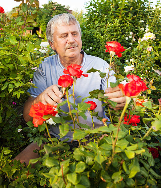 istock Man caring for roses in the garden 468442418