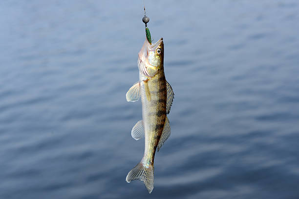 dem glasaugenbarsch fische am haken - pike dive stock-fotos und bilder