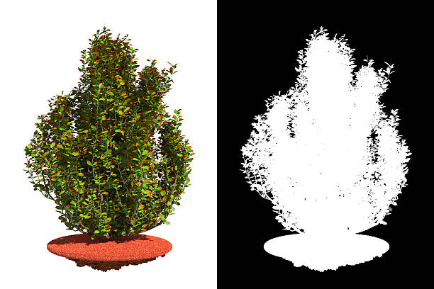 istock Fading Bush with Detail Raster Mask. 468442915