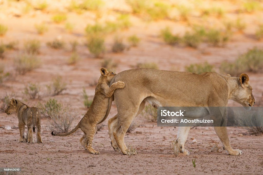 Lioness and cubs play in the Kalahari on sand Lioness and cubs play in the Kalahari on sand as a family 14-15 Years Stock Photo