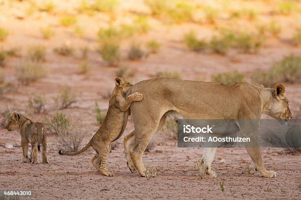 Lioness And Cubs Play In The Kalahari On Sand Stock Photo - Download Image Now - 14-15 Years, 2015, Africa