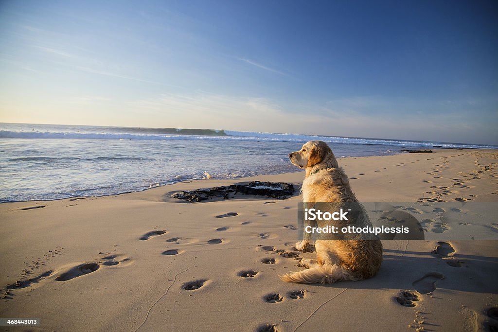 Golden retriever dog waiting on the beach Golden retriever waiting for it's owner on the beach while he is surfing Dog Stock Photo