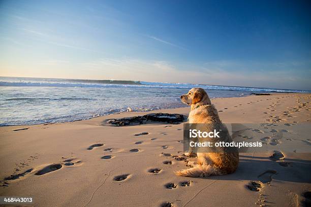 Golden Retriever Dog Waiting On The Beach Stock Photo - Download Image Now - Dog, Surfing, Breaking Wave