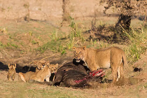 Photo of Pride of lions on African Buffalo kill