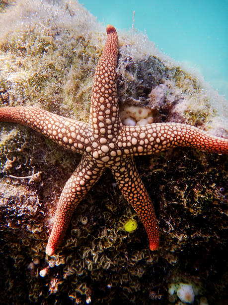 istock Sea Star at Great Barrier Reef 468443257