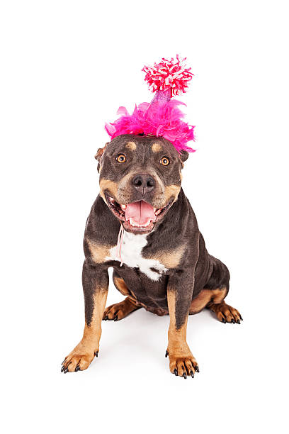 istock Happy Birthday Dog In Party Hat 468443382
