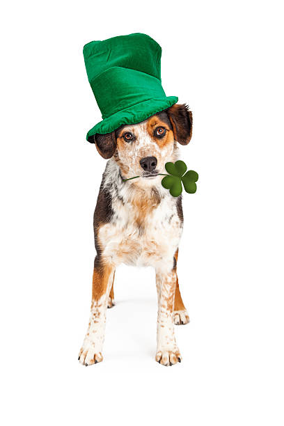 istock St Patricks Dog Holding Clover Wearing Hat 468443400