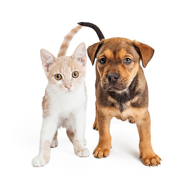 istock Puppy and Kitten Standing Together 468443598
