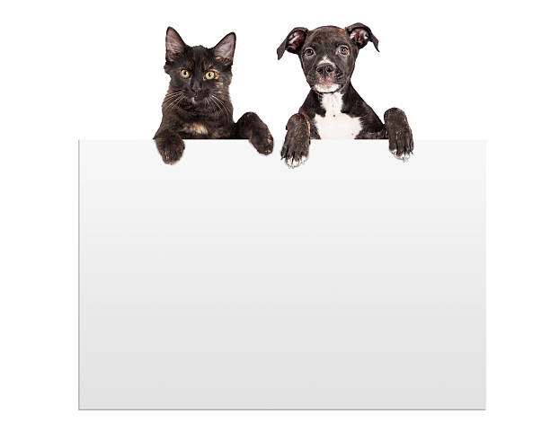 istock Puppy and Kitten Hanging Over Sign 468443798