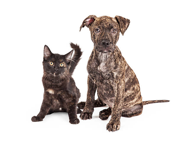 istock Cute Brindle Puppy and Kitten 468443846