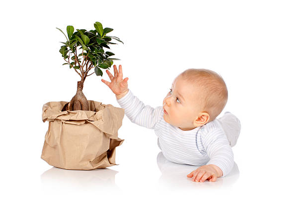 Cute baby grasps for a small tree isolated on white