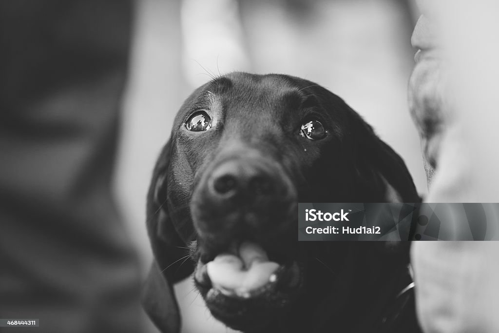 El perros - Foto de stock de Amistad libre de derechos