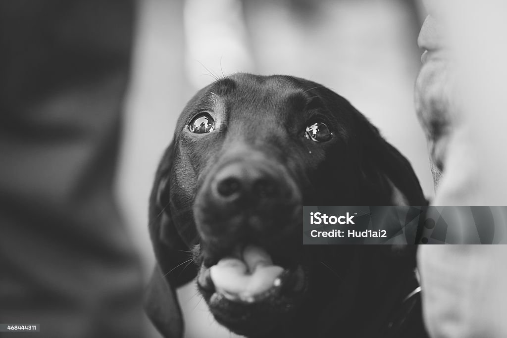 Il cane - Foto stock royalty-free di Amicizia