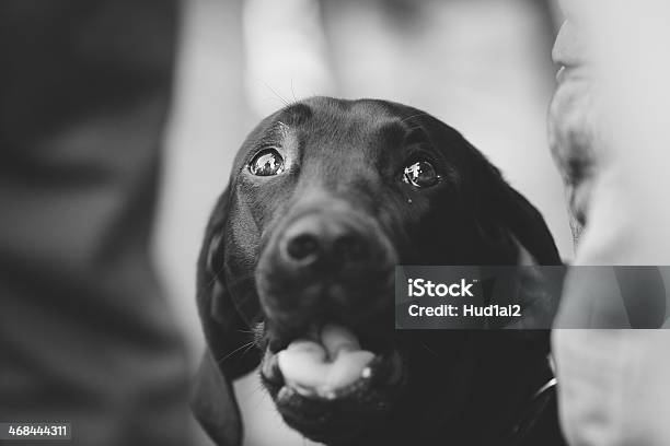 Il Cane - Fotografie stock e altre immagini di Amicizia - Amicizia, Animale, Animale da compagnia
