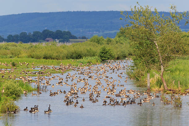 istock Flock of geese resting in the river 468444547