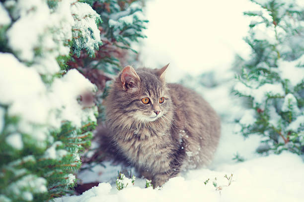 istock Cute kitten sitting on the snowy pine tree 468444709