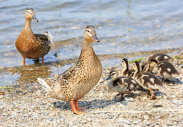 istock Family of ducks 468444749