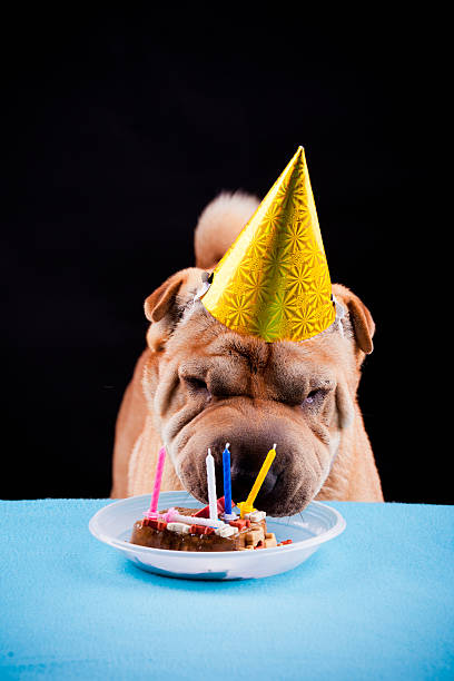istock sharpei dog celebrating birthday 468445421