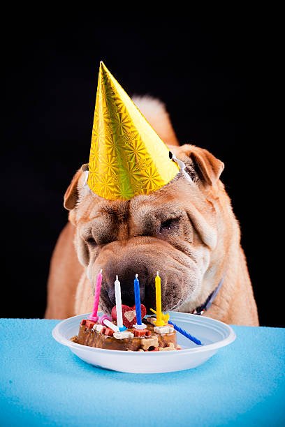 istock sharpei dog celebrating birthday 468445431